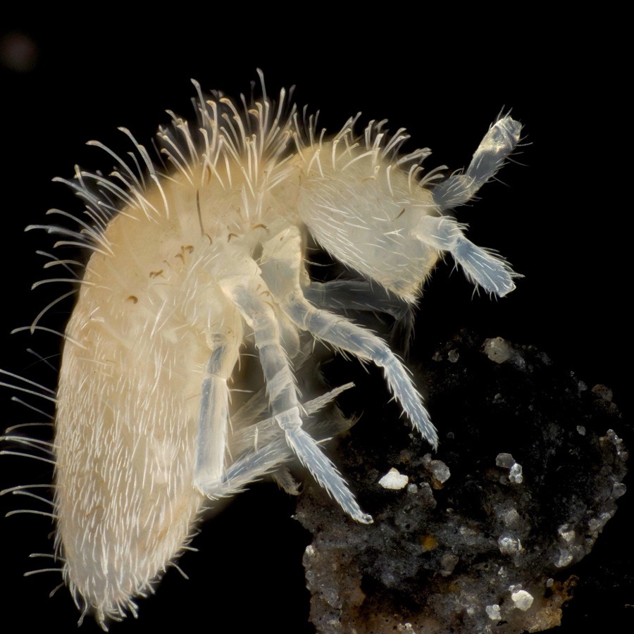 A pale hairy springtail on dark substrate