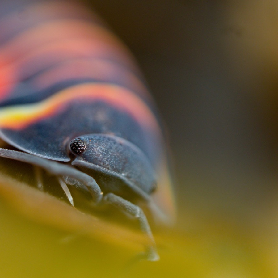 Close-up of an orange and black banded isopod