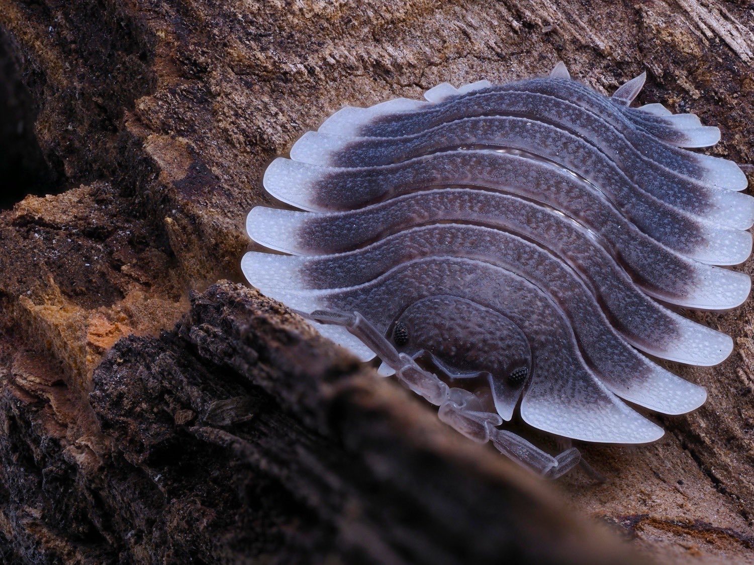 A Greek Shield isopod on decaying bark