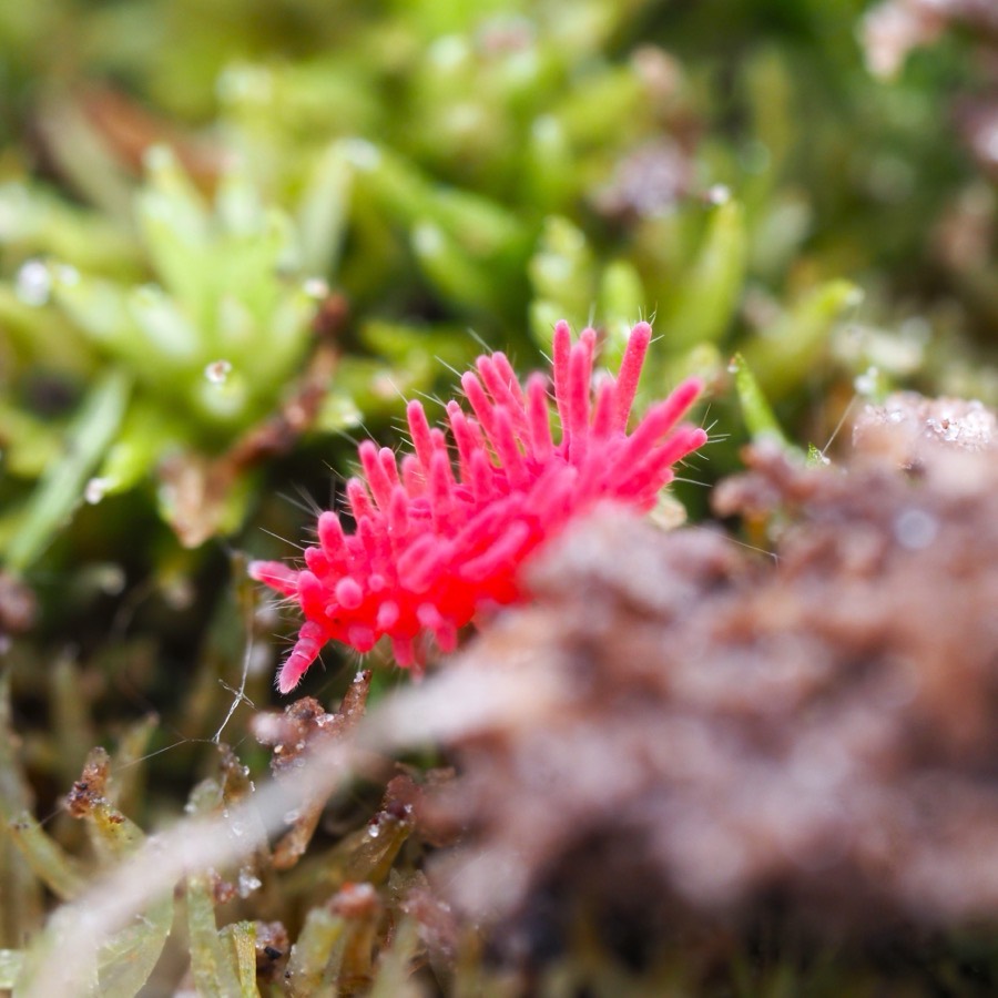 A vivid pink spiky springtail among moss